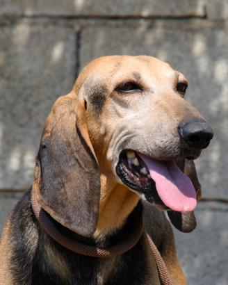 Meraviglioso Pippo in attesa di una famiglia