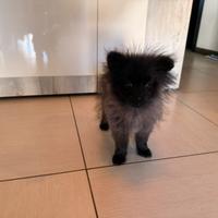 Spitz di Pomerania nero