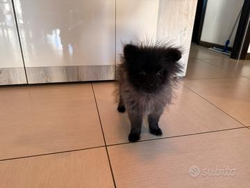 Spitz di Pomerania nero