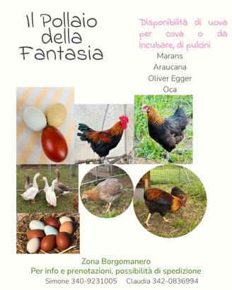 Galline ornamentali