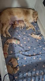 cuccioli di golden retriver