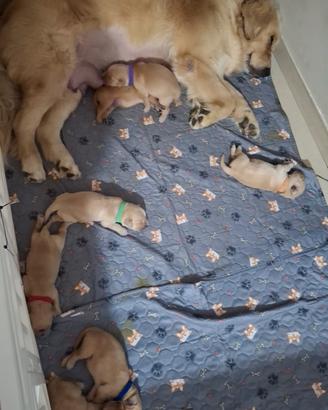 cuccioli di golden retriver