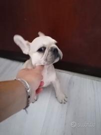 Bulldog francese