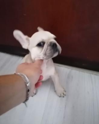 Bulldog francese
