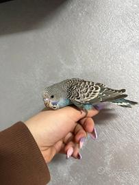 Parocchieto ondulato ( cocorita)