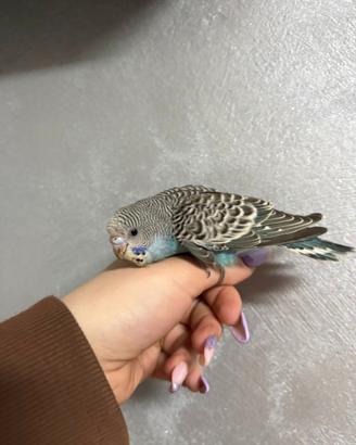 Parocchieto ondulato ( cocorita)