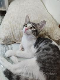 Gattina in adozione