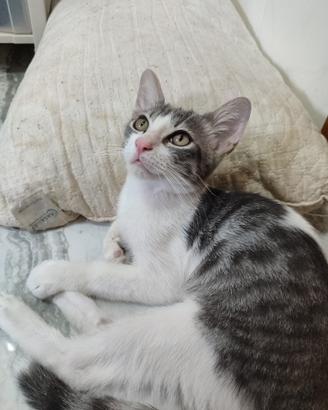 Gattina in adozione