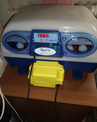 Incubatrice Borotto real 24 automatica
