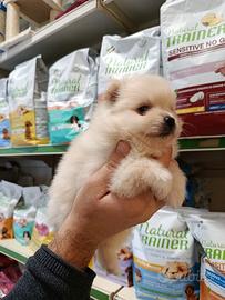 Cuccioli di volpini Spitz