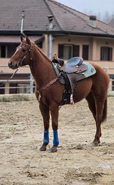 Cavallo