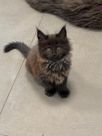 cuccioli di maine coon