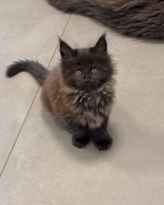 cuccioli di maine coon