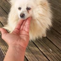 Cani spritz pomerania