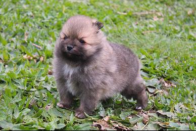 Volpino con Pedigree Enci