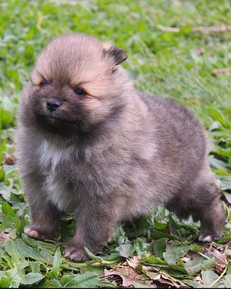 Volpino con Pedigree Enci