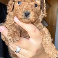 Barboncino toy / nani