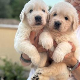 cuccioli inglesi di Golden retriever 