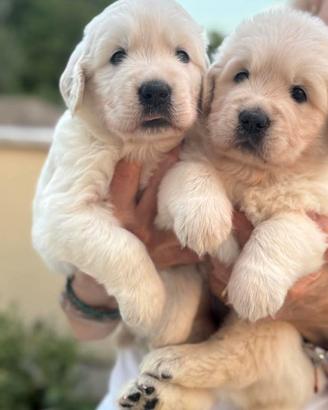 cuccioli inglesi di Golden retriever 