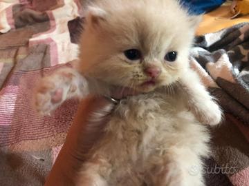 Gattina persiana crema