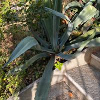 Pianta di agave blu