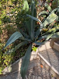Pianta di agave blu