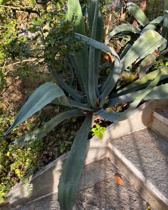 Pianta di agave blu
