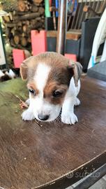 Jack Russell