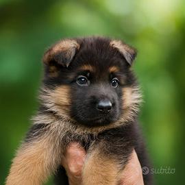 Cuccioli Pastore Tedesco