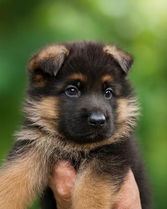 Cuccioli Pastore Tedesco