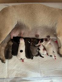 Cuccioli di Bulldog francese
