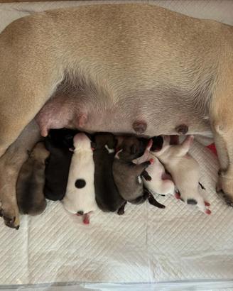 Cuccioli di Bulldog francese
