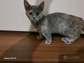 Gattina Munchkin a zampe corte, 5 mesi