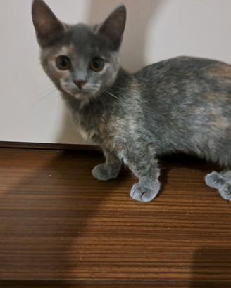 Gattina Munchkin a zampe corte, 5 mesi