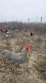 Galli e galline