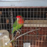 Inseparabile allevato a mano