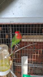 Inseparabile allevato a mano