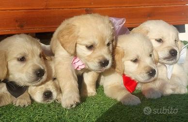 Cucciola di golden retriever dolcissima