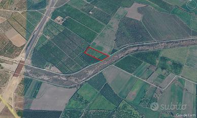 Uliveto e terreno seminativo