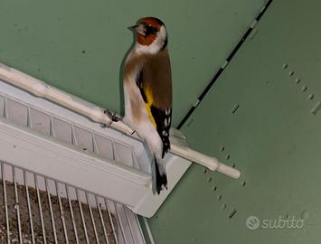 Coppia cardellini major 2025