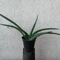 SANSEVERIA CILINDRICA