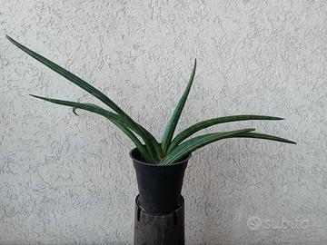 SANSEVERIA CILINDRICA