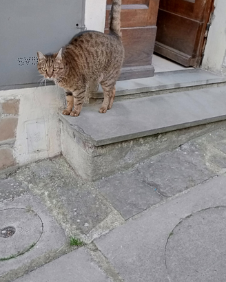 Gatto regalo singolo o con suo amico