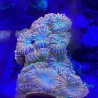 Discosoma corallo acquario marino