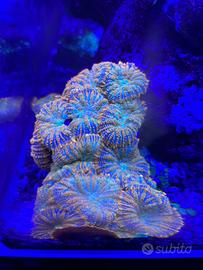 Discosoma corallo acquario marino