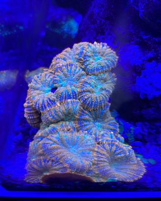 Discosoma corallo acquario marino