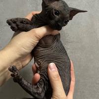 Sphynx