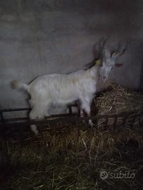Becco Girgentano