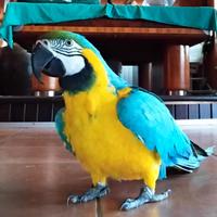 Pappagalli AraE parrocchetto