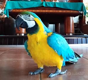 Pappagalli AraE parrocchetto